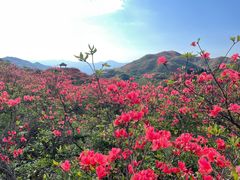 -大围山国家森林公园