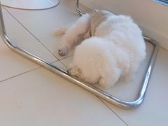 -怪兽屋·羊驼·猫咖·狗咖(俊华广场店)