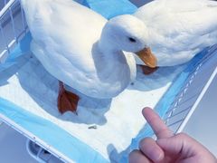 -怪兽屋·羊驼·猫咖·狗咖(俊华广场店)