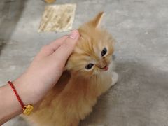-楼上猫咖(罗湖店)