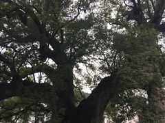 -新安江山水画廊风景区