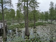 -池杉湖湿地公园