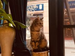 -吉丁鸟咖·异宠·寄养