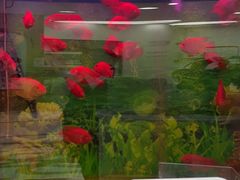 -雅悦齿科(顾村公园店)