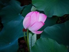 -羊亭河湿地公园