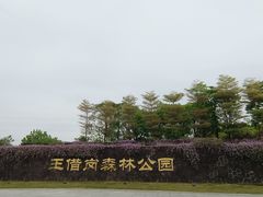 -王借岗森林公园