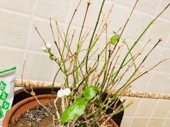 -Isee灰姑娘国际儿童艺术中心(证大·大拇指广场店)