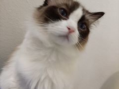-喵喵咪呀布偶猫咖(春熙路店)