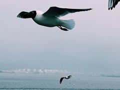 -海埂大坝
