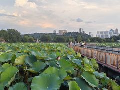 -月湖风景区