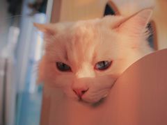 -瞄一喵猫咖(格力海岸店)