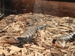 -帕帕拉兹宠物(亚洲旗舰店)