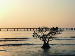 -宝安西湾红树林湿地公园