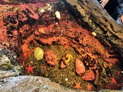 -西雅图水族馆