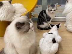 -有喵·猫咖·狗咖·30几只猫10只小狗(岗厦店)