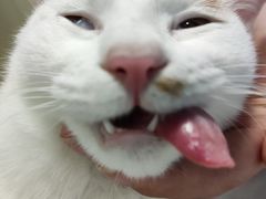 -爱贝特动物医院·猫口炎专科