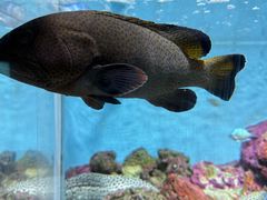 -鹿儿岛水族馆