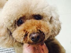-A猫a狗全科·犬猫异宠·芥西宠物医院(南开总院)