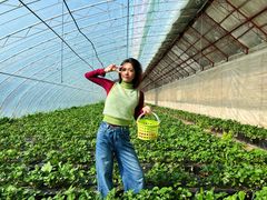 -昌平兴寿秀秀草莓采摘园