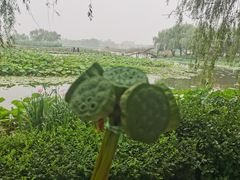 -白洋淀景区