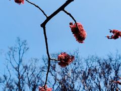 -无锡梅园公园