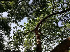 -上海佘山国家森林公园西佘山园