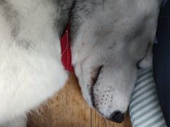 -Husky Go! 哈士奇体验馆·宠物咖啡厅狗咖