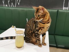 -安格丽娜·狗咖·猫咖羊驼咖(春熙路百盛商场店)