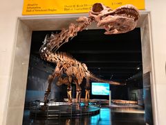 -美国自然历史博物馆