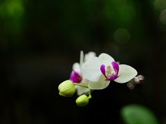 -三亚亚龙湾人间天堂鸟巢度假村