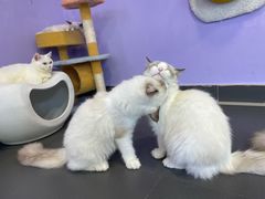 -十年猫舍·猫咪专门店(普陀店)