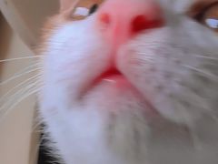 -关爱宠物医院·猫科中心·消化科(滨湖万达分院)