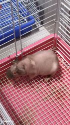 -Moni星球萌宠·小马宝莉·灵蛇·高端高阶全萌宠互动体验俱乐部(红豆国际广场店)