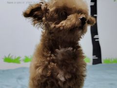 -瑞派·关忠动物医院·异宠专科·犬猫肿瘤·皮肤专科(望京店)