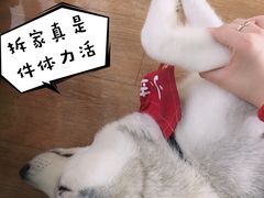 -Husky Go! 哈士奇体验馆·宠物咖啡厅狗咖