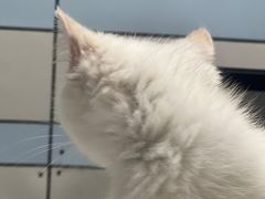 -中农国际动物医院24小时·猫科·骨科·急重症中心