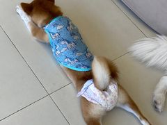 -怪兽屋·羊驼·猫咖·狗咖(俊华广场店)