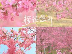 -天适樱花悠乐园