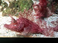 -暹罗海洋世界