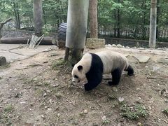 -都江堰中华大熊猫苑
