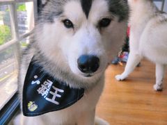 -Husky Go! 哈士奇体验馆·宠物咖啡厅狗咖