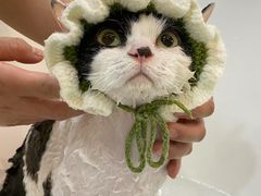 -momokira米努特·德文卷毛猫·棉花面纱犬