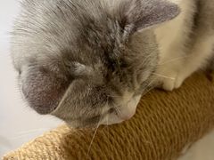 -共舞时光猫咖·狗咖(新街口店)