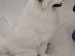 -安格丽娜·狗咖·猫咖羊驼咖(春熙路百盛商场店)