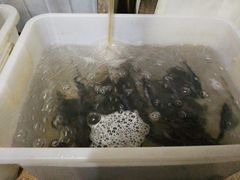 -金海椒罐罐鲢鱼(东方桂苑店)