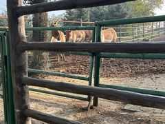 -青藏高原野生动物园