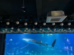 -烟台海昌鲸鲨海洋公园