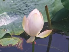 -锦溪古镇