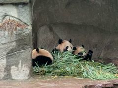 -中国大熊猫保护研究中心雅安碧峰峡基地