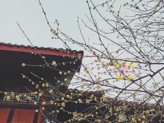 -峨眉山报国寺